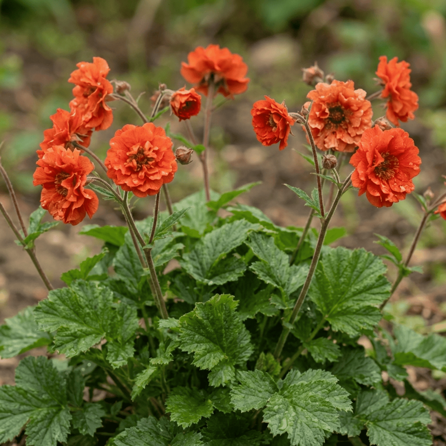 Set of 3 or 6 Geum Mrs Bradshaw Hardy Perennial Plants, Scarlet Red Double Cottage Garden Flowers, Outdoor Garden Ready, 1 Litre Root-Ball - Frankton's