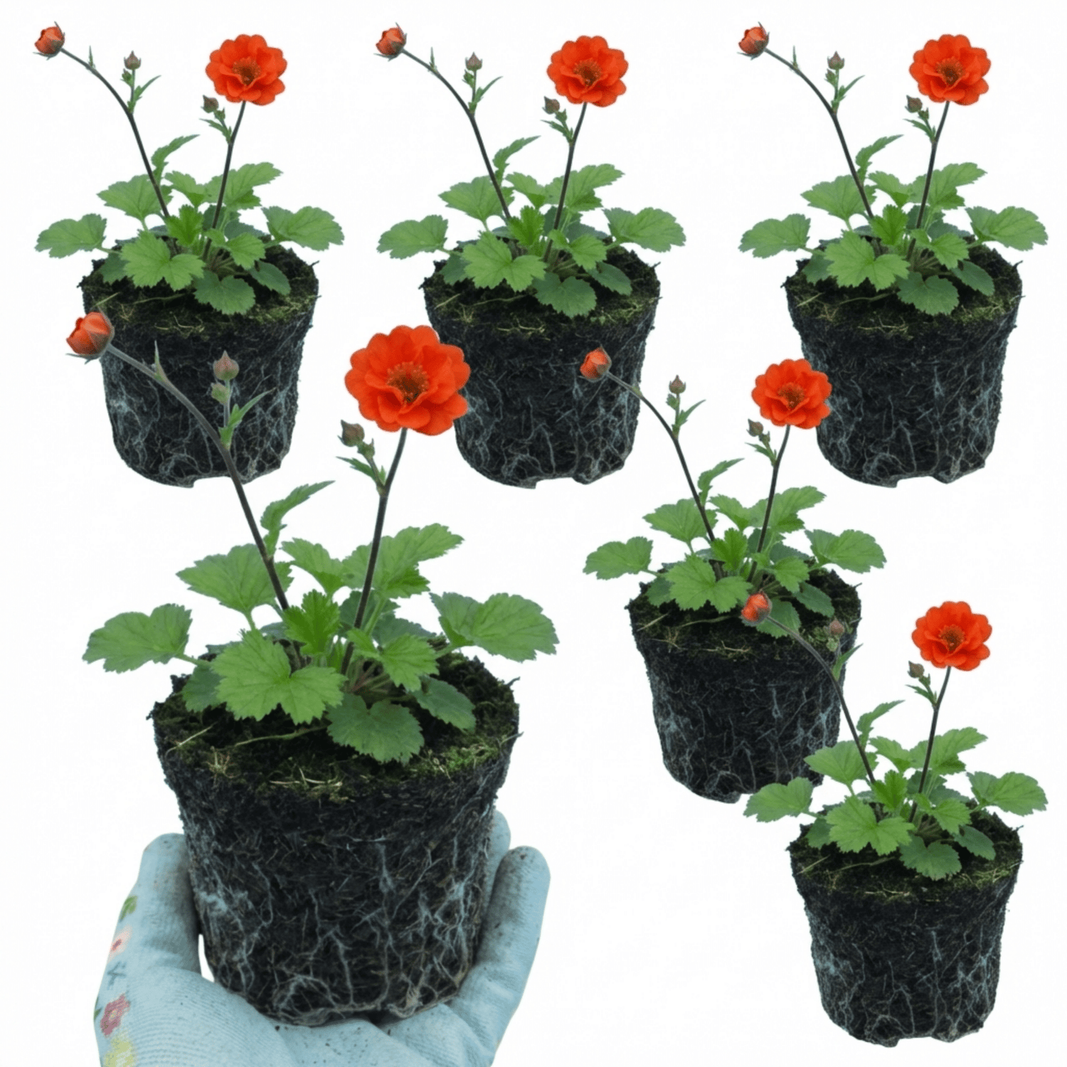 Set of 3 or 6 Geum Mrs Bradshaw Hardy Perennial Plants, Scarlet Red Double Cottage Garden Flowers, Outdoor Garden Ready, 1 Litre Root-Ball - Frankton's