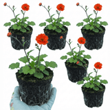 Set of 3 or 6 Geum Mrs Bradshaw Hardy Perennial Plants, Scarlet Red Double Cottage Garden Flowers, Outdoor Garden Ready, 1 Litre Root-Ball - Frankton's
