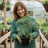 Set of 3 or 6 Grafted Cornabel Tomato Plants, Premium Live Plants, Outdoor & Greenhouse Ready, 1L Root Ball - Frankton's