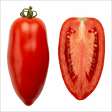 Set of 3 or 6 Grafted Cornabel Tomato Plants, Premium Live Plants, Outdoor & Greenhouse Ready, 1L Root Ball - Frankton's