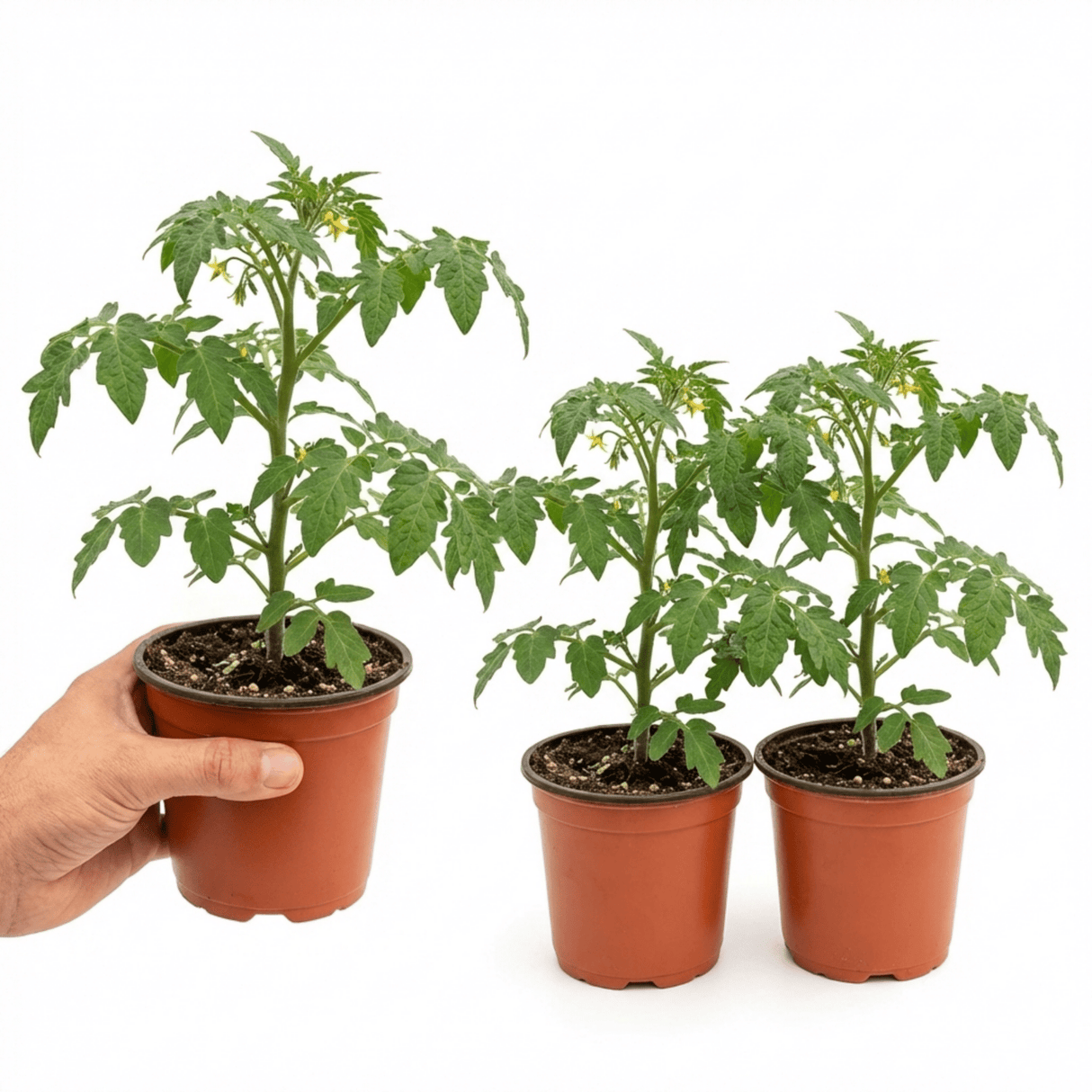 Set of 3 or 6 Grafted Crokini Tomato Plants, Premium High Yield Cocktail Tomato, Garden Ready, 1L Root Ball - Frankton's