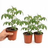 Set of 3 or 6 Grafted Crokini Tomato Plants, Premium High Yield Cocktail Tomato, Garden Ready, 1L Root Ball - Frankton's
