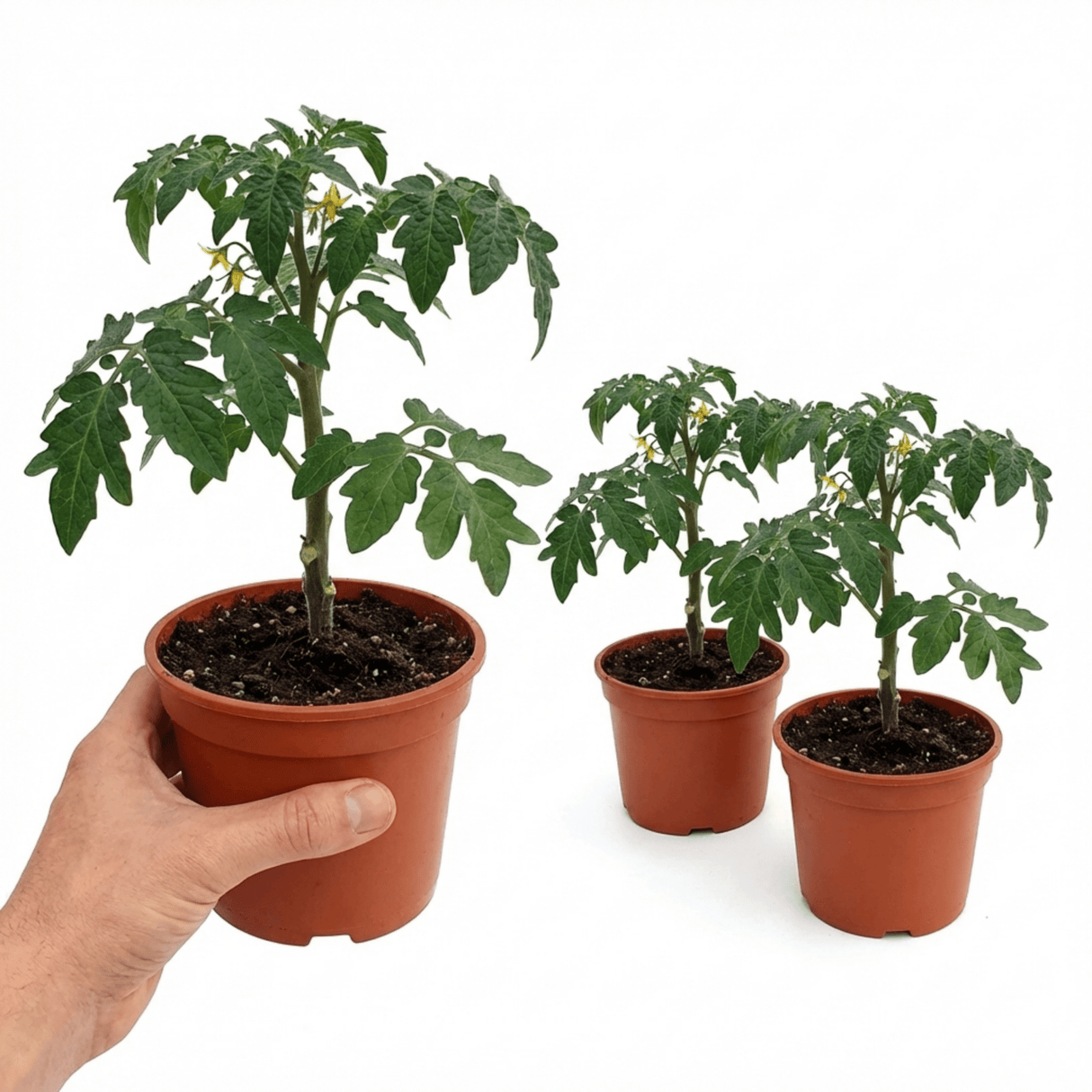 Set of 3 or 6 Grafted Previa Tomato Plants, Premium Disease Resistant High Yield Vegetable Plants, Ready to Plant, 1L Root Ball - Frankton's