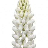 Set of 3 or 6 Hardy Lupin Legendary White Perennial Plants, Bee Friendly Cottage Garden Lupins, 1 Litre Root Ball - Frankton's