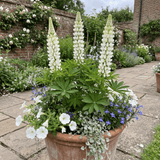 Set of 3 or 6 Hardy Lupin Legendary White Perennial Plants, Bee Friendly Cottage Garden Lupins, 1 Litre Root Ball - Frankton's
