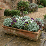 Set of 3 or 6 Hebe Sutherlandii Hardy Evergreen Flowering Perennial Shrub Plants, Outdoor Garden Ready, 1 Litre Root-Ball - Frankton's