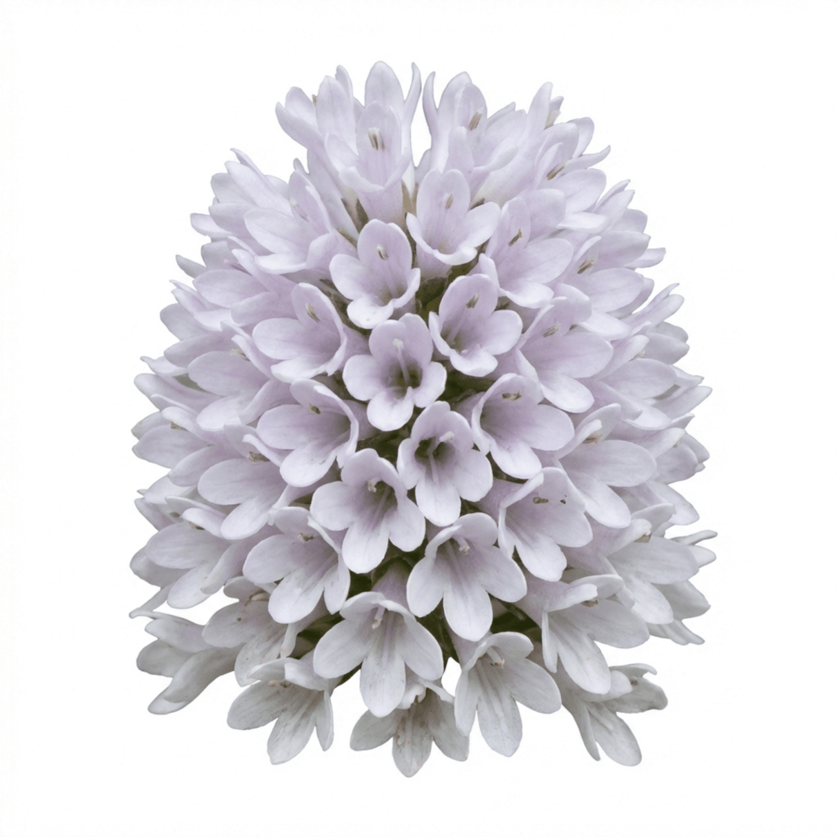 Set of 3 or 6 Hebe Sutherlandii Hardy Evergreen Flowering Perennial Shrub Plants, Outdoor Garden Ready, 1 Litre Root-Ball - Frankton's
