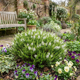 Set of 3 or 6 Hebe Sutherlandii Hardy Evergreen Flowering Perennial Shrub Plants, Outdoor Garden Ready, 1 Litre Root-Ball - Frankton's