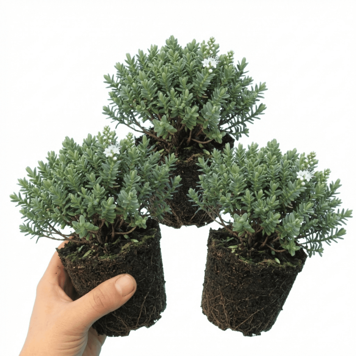Set of 3 or 6 Hebe Sutherlandii Hardy Evergreen Flowering Perennial Shrub Plants, Outdoor Garden Ready, 1 Litre Root-Ball - Frankton's