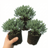 Set of 3 or 6 Hebe Sutherlandii Hardy Evergreen Flowering Perennial Shrub Plants, Outdoor Garden Ready, 1 Litre Root-Ball - Frankton's