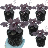 Set of 3 or 6 Heuchera Palace Purple Coral Bells Plants, Hardy Evergreen Perennial, Shade Tolerant Garden Plants, Outdoor Garden Ready, 1 Litre Root-Ball - Frankton's