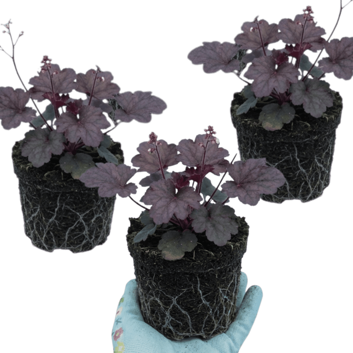Set of 3 or 6 Heuchera Palace Purple Coral Bells Plants, Hardy Evergreen Perennial, Shade Tolerant Garden Plants, Outdoor Garden Ready, 1 Litre Root-Ball - Frankton's