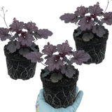 Set of 3 or 6 Heuchera Palace Purple Coral Bells Plants, Hardy Evergreen Perennial, Shade Tolerant Garden Plants, Outdoor Garden Ready, 1 Litre Root-Ball - Frankton's