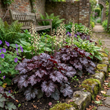 Set of 3 or 6 Heuchera Palace Purple Coral Bells Plants, Hardy Evergreen Perennial, Shade Tolerant Garden Plants, Outdoor Garden Ready, 1 Litre Root-Ball - Frankton's
