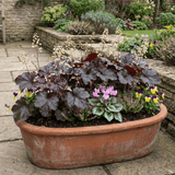 Set of 3 or 6 Heuchera Palace Purple Coral Bells Plants, Hardy Evergreen Perennial, Shade Tolerant Garden Plants, Outdoor Garden Ready, 1 Litre Root-Ball - Frankton's
