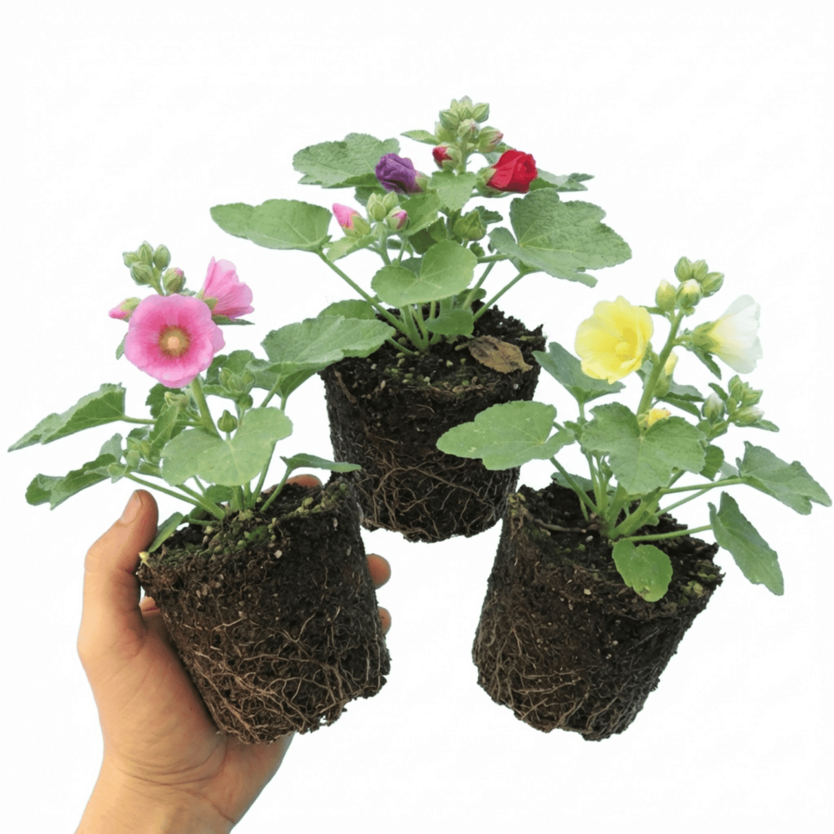 Set of 3 or 6 Hollyhock Growers Mix Hardy Cottage Garden Perennial Plants, Bee Friendly, Outdoor Garden Ready, 1 Litre Root-Ball - Frankton's