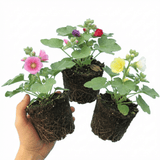 Set of 3 or 6 Hollyhock Growers Mix Hardy Cottage Garden Perennial Plants, Bee Friendly, Outdoor Garden Ready, 1 Litre Root-Ball - Frankton's