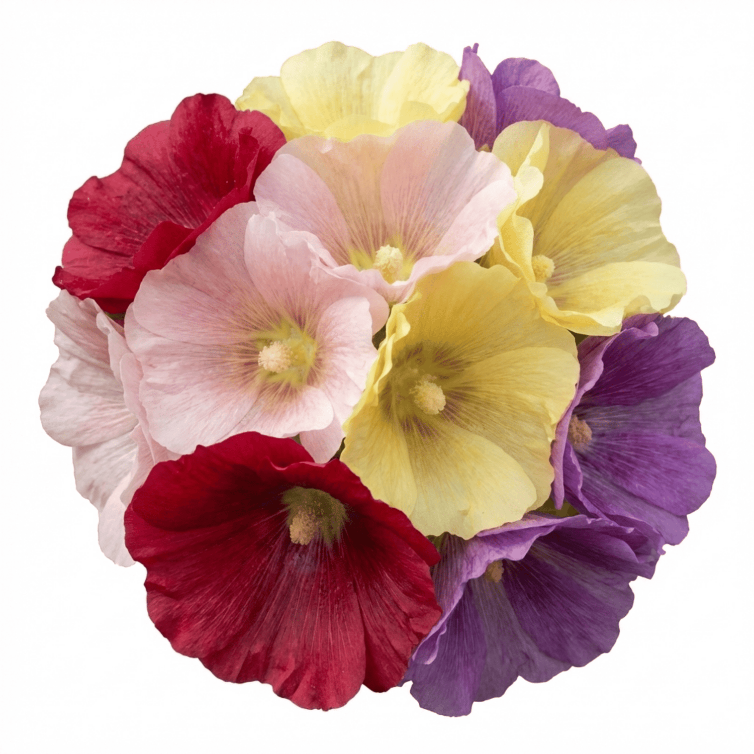 Set of 3 or 6 Hollyhock Growers Mix Hardy Cottage Garden Perennial Plants, Bee Friendly, Outdoor Garden Ready, 1 Litre Root-Ball - Frankton's
