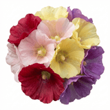 Set of 3 or 6 Hollyhock Growers Mix Hardy Cottage Garden Perennial Plants, Bee Friendly, Outdoor Garden Ready, 1 Litre Root-Ball - Frankton's
