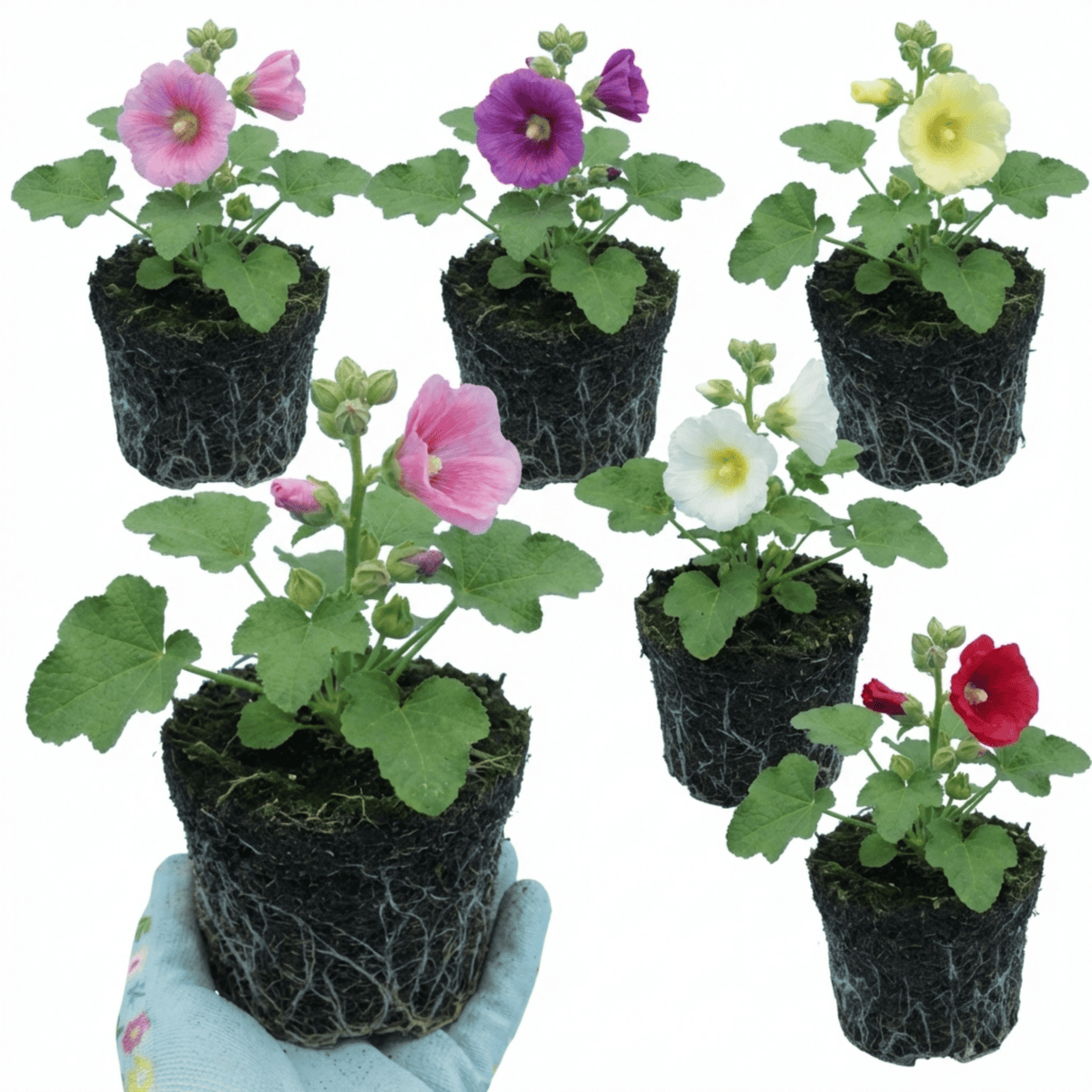 Set of 3 or 6 Hollyhock Growers Mix Hardy Cottage Garden Perennial Plants, Bee Friendly, Outdoor Garden Ready, 1 Litre Root-Ball - Frankton's