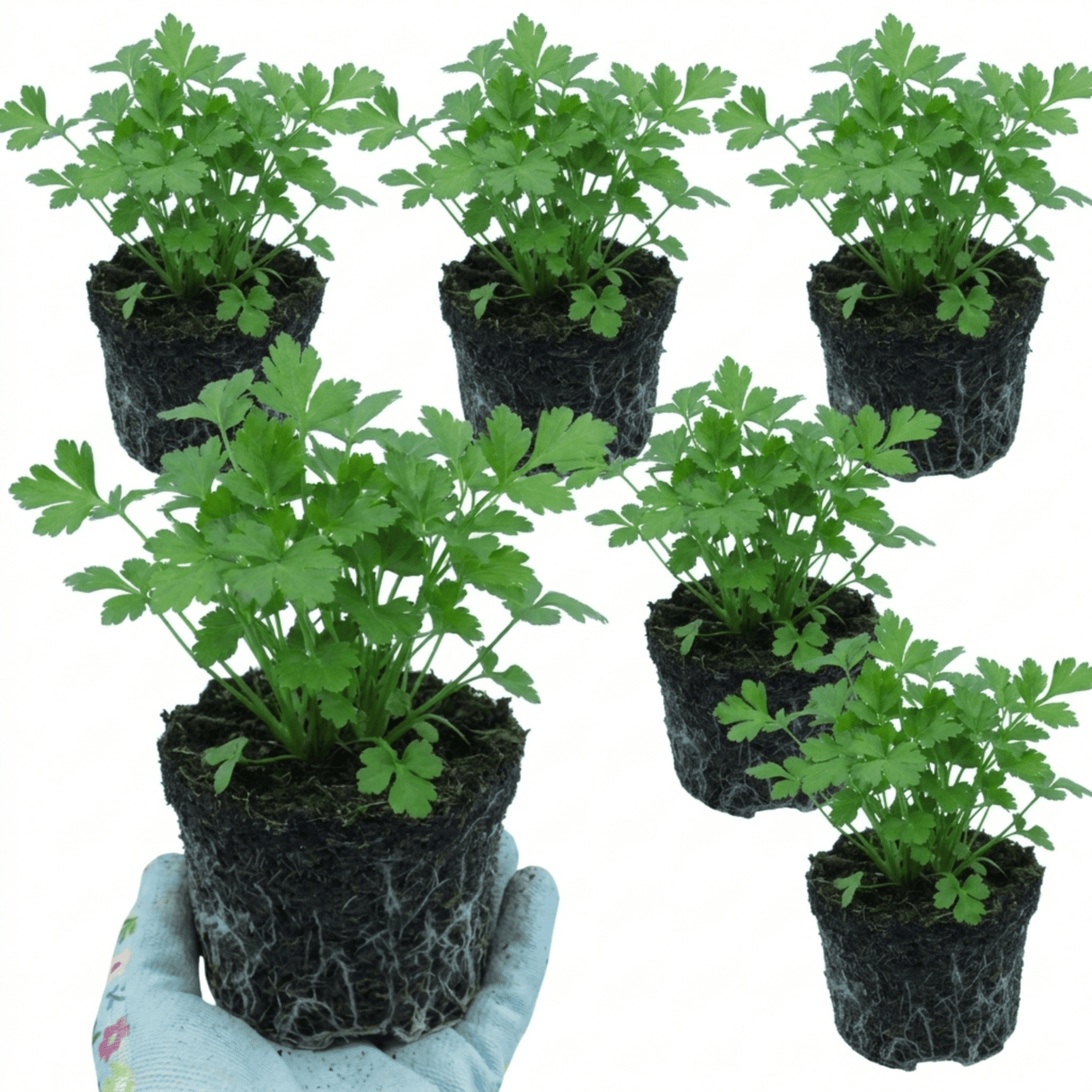 Set of 3 or 6 Italian Flat Leaf Parsley (Petroselinum crispum) Herb Plants, Fresh Kitchen Garden Ready, Outdoor Growing, 1 Litre Root-Ball - Frankton's