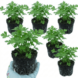 Set of 3 or 6 Italian Flat Leaf Parsley (Petroselinum crispum) Herb Plants, Fresh Kitchen Garden Ready, Outdoor Growing, 1 Litre Root-Ball - Frankton's