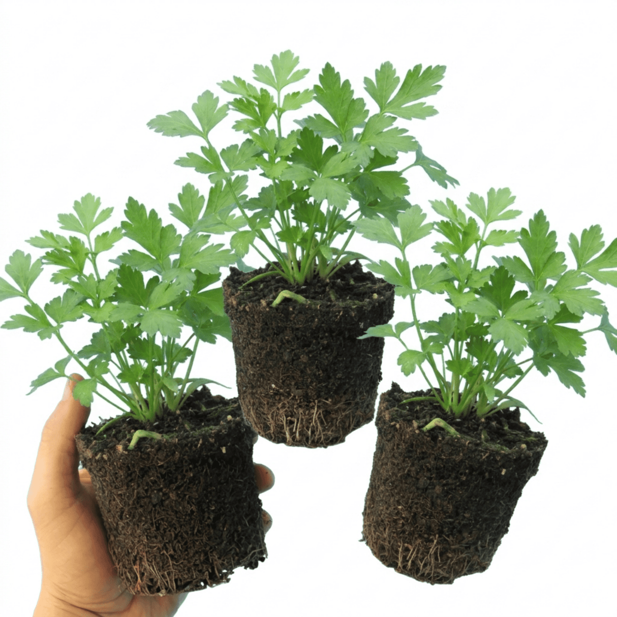 Set of 3 or 6 Italian Flat Leaf Parsley (Petroselinum crispum) Herb Plants, Fresh Kitchen Garden Ready, Outdoor Growing, 1 Litre Root-Ball - Frankton's
