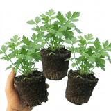 Set of 3 or 6 Italian Flat Leaf Parsley (Petroselinum crispum) Herb Plants, Fresh Kitchen Garden Ready, Outdoor Growing, 1 Litre Root-Ball - Frankton's
