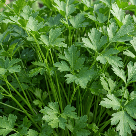 Set of 3 or 6 Italian Flat Leaf Parsley (Petroselinum crispum) Herb Plants, Fresh Kitchen Garden Ready, Outdoor Growing, 1 Litre Root-Ball - Frankton's
