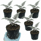Set of 3 or 6 Japanese Painted Fern Athyrium Pewter Lace Plants, Hardy Shade Perennial, 1 Litre Root Ball - Frankton's