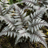 Set of 3 or 6 Japanese Painted Fern Athyrium Pewter Lace Plants, Hardy Shade Perennial, 1 Litre Root Ball - Frankton's