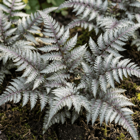 Set of 3 or 6 Japanese Painted Fern Athyrium Pewter Lace Plants, Hardy Shade Perennial, 1 Litre Root Ball - Frankton's