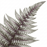 Set of 3 or 6 Japanese Painted Fern Athyrium Pewter Lace Plants, Hardy Shade Perennial, 1 Litre Root Ball - Frankton's
