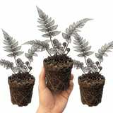 Set of 3 or 6 Japanese Painted Fern Athyrium Pewter Lace Plants, Hardy Shade Perennial, 1 Litre Root Ball - Frankton's