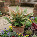 Set of 3 or 6 Japanese Shield Fern Dryopteris Erythrosora Prolifica, Hardy Shade Perennial Plants, 1 Litre Root Ball - Frankton's