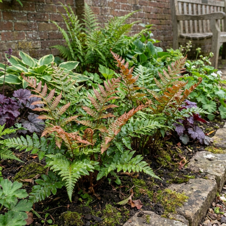 Set of 3 or 6 Japanese Shield Fern Dryopteris Erythrosora Prolifica, Hardy Shade Perennial Plants, 1 Litre Root Ball - Frankton's