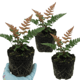 Set of 3 or 6 Japanese Shield Fern Dryopteris Erythrosora Prolifica, Hardy Shade Perennial Plants, 1 Litre Root Ball - Frankton's