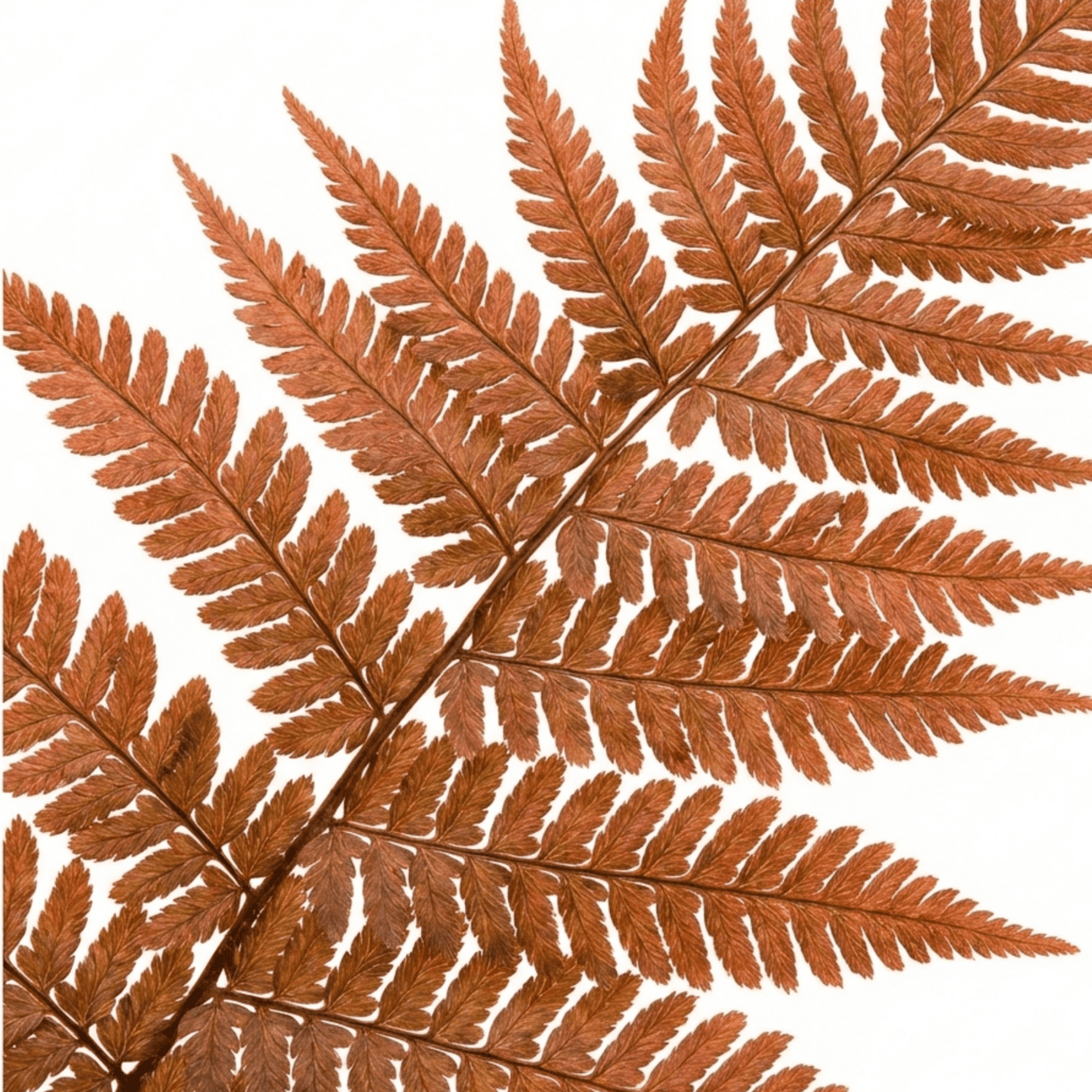 Set of 3 or 6 Japanese Shield Fern Dryopteris Erythrosora Prolifica, Hardy Shade Perennial Plants, 1 Litre Root Ball - Frankton's