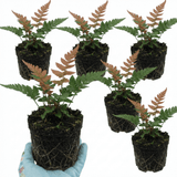 Set of 3 or 6 Japanese Shield Fern Dryopteris Erythrosora Prolifica, Hardy Shade Perennial Plants, 1 Litre Root Ball - Frankton's