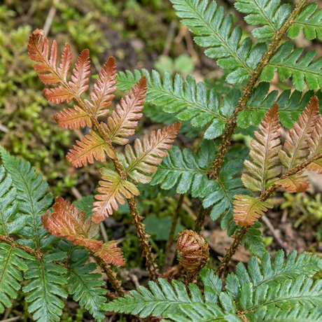 Set of 3 or 6 Japanese Shield Fern Dryopteris Erythrosora Prolifica, Hardy Shade Perennial Plants, 1 Litre Root Ball - Frankton's
