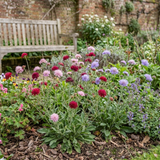 Set of 3 or 6 Knautia Macedonica Melton Pastels Plants, Bee-Friendly Hardy Perennial Scabious, Summer Flowering, 11cm or 1L Root Ball - Frankton's