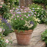 Set of 3 or 6 Knautia Macedonica Melton Pastels Plants, Bee-Friendly Hardy Perennial Scabious, Summer Flowering, 11cm or 1L Root Ball - Frankton's