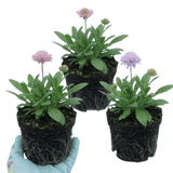 Set of 3 or 6 Knautia Macedonica Melton Pastels Plants, Bee-Friendly Hardy Perennial Scabious, Summer Flowering, 11cm or 1L Root Ball - Frankton's