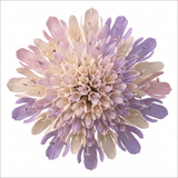 Set of 3 or 6 Knautia Macedonica Melton Pastels Plants, Bee-Friendly Hardy Perennial Scabious, Summer Flowering, 11cm or 1L Root Ball - Frankton's