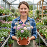 Set of 3 or 6 Knautia Macedonica Melton Pastels Plants, Bee-Friendly Hardy Perennial Scabious, Summer Flowering, 11cm or 1L Root Ball - Frankton's