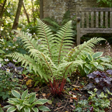 Set of 3 or 6 Lady Fern Athyrium Lady in Red Hardy Perennial Plants, Shade Garden Ready, Outdoor Fern, 11cm or 1L Root Ball - Frankton's