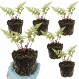 Set of 3 or 6 Lady Fern Athyrium Lady in Red Hardy Perennial Plants, Shade Garden Ready, Outdoor Fern, 11cm or 1L Root Ball - Frankton's