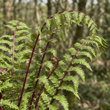 Set of 3 or 6 Lady Fern Athyrium Lady in Red Hardy Perennial Plants, Shade Garden Ready, Outdoor Fern, 11cm or 1L Root Ball - Frankton's