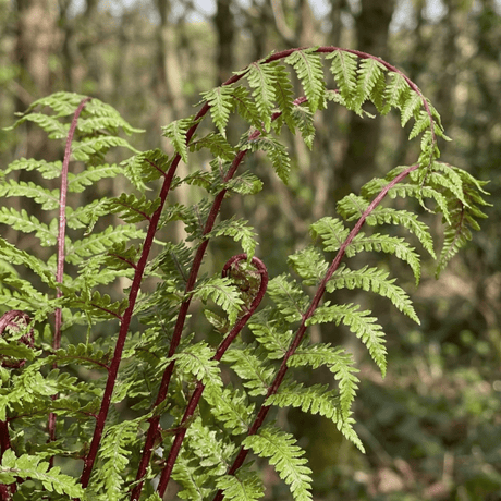 Set of 3 or 6 Lady Fern Athyrium Lady in Red Hardy Perennial Plants, Shade Garden Ready, Outdoor Fern, 11cm or 1L Root Ball - Frankton's